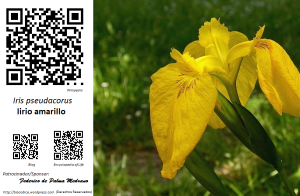 Biocodice Iris pseudacorus (Lirio amarillo)